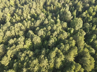 Hunting Land in Grant County Arkansas near Grapevine - image 11