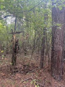 Hunting Land in Grant County Arkansas near Grapevine - image 25