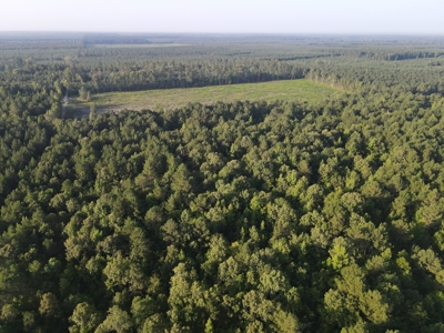 Hunting Land in Grant County Arkansas near Grapevine - image 10