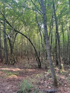 Hunting Land in Grant County Arkansas near Grapevine - image 24