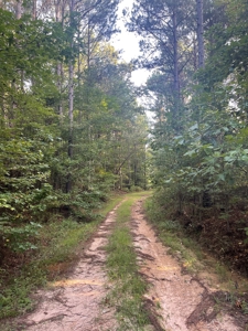 Hunting Land in Grant County Arkansas near Grapevine - image 13