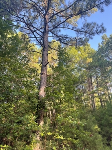 Hunting Land in Grant County Arkansas near Grapevine - image 26