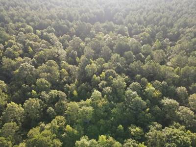 Hunting Land in Grant County Arkansas near Grapevine - image 7