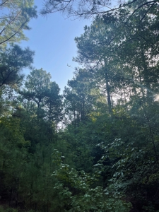 Hunting Land in Grant County Arkansas near Grapevine - image 28