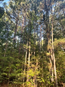 Hunting Land in Grant County Arkansas near Grapevine - image 17