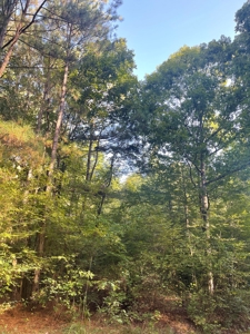 Hunting Land in Grant County Arkansas near Grapevine - image 16