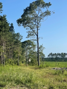 Hunting Land in Grant County Arkansas near Grapevine - image 34