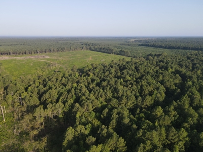 Hunting Land in Grant County Arkansas near Grapevine - image 4