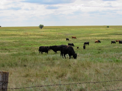 Online Auction Farm, Home, Barns, Grain Storage Ensign KS - image 21