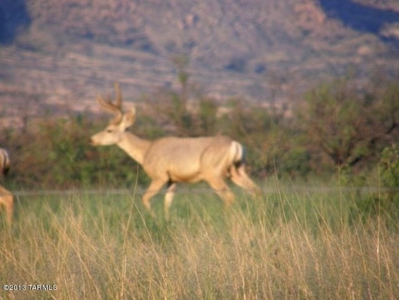 36+ acre lot abuts Coronado National Forest - image 12