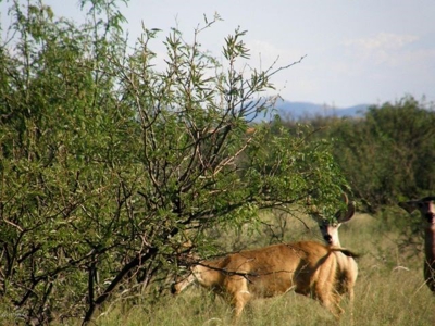 36+ acre lot abuts Coronado National Forest - image 7