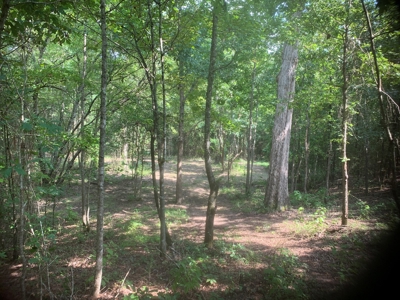 Large Timberland w/ Country Home Potential by Doddridge, AR - image 10