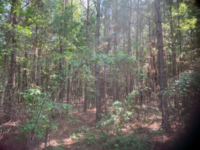 Large Timberland w/ Country Home Potential by Doddridge, AR - image 4
