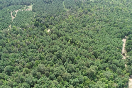 Large Timberland w/ Country Home Potential by Doddridge, AR - image 1