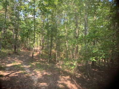 Large Timberland w/ Country Home Potential by Doddridge, AR - image 11