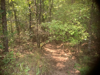 Large Timberland w/ Country Home Potential by Doddridge, AR - image 6