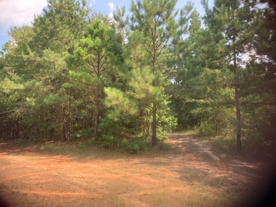 Large Timberland w/ Country Home Potential by Doddridge, AR - image 14