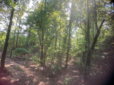 Large Timberland w/ Country Home Potential by Doddridge, AR - image 12