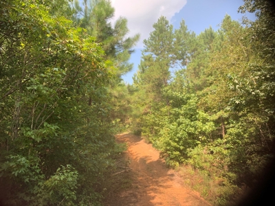 Large Timberland w/ Country Home Potential by Doddridge, AR - image 8