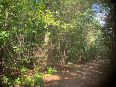 Large Timberland w/ Country Home Potential by Doddridge, AR - image 5