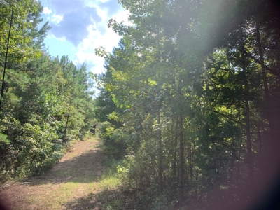 Large Timberland w/ Country Home Potential by Doddridge, AR - image 7