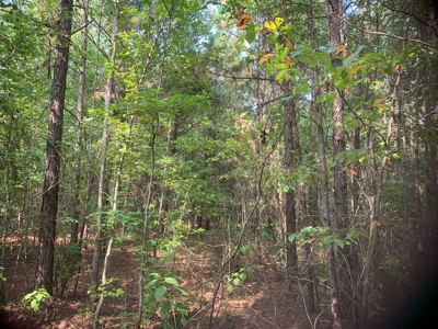 Large Timberland w/ Country Home Potential by Doddridge, AR - image 2