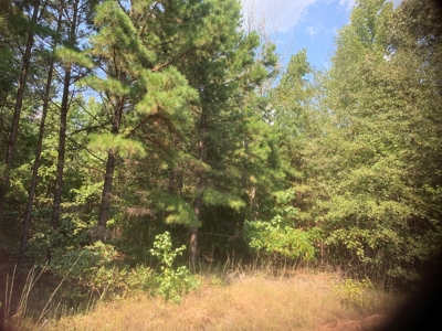 Large Timberland w/ Country Home Potential by Doddridge, AR - image 13