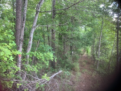 Large Timberland w/ Country Home Potential by Doddridge, AR - image 15