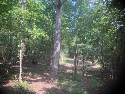 Large Timberland w/ Country Home Potential by Doddridge, AR - image 9