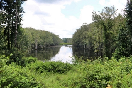 2,053  Acres Hunting Land for Sale Jasper County, MS - image 9