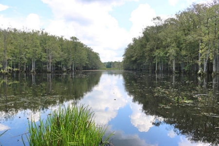 2,053  Acres Hunting Land for Sale Jasper County, MS - image 12