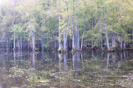 2,053  Acres Hunting Land for Sale Jasper County, MS - image 11