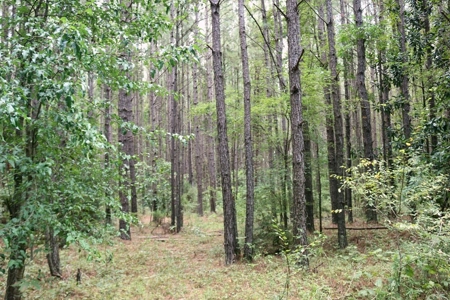 2,053  Acres Hunting Land for Sale Jasper County, MS - image 7