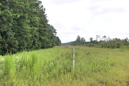 2,053  Acres Hunting Land for Sale Jasper County, MS - image 18