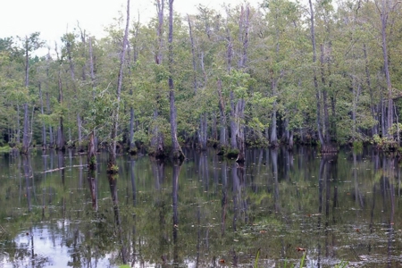 2,053  Acres Hunting Land for Sale Jasper County, MS - image 13