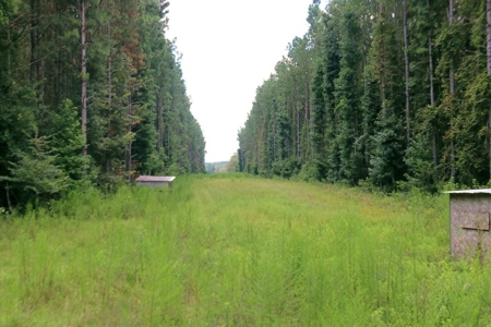 2,053  Acres Hunting Land for Sale Jasper County, MS - image 8