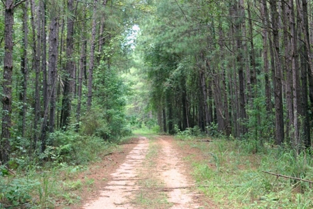 2,053  Acres Hunting Land for Sale Jasper County, MS - image 15