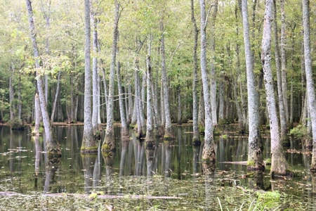 2,053  Acres Hunting Land for Sale Jasper County, MS - image 1
