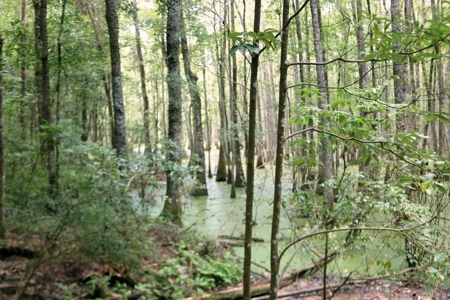 2,053  Acres Hunting Land for Sale Jasper County, MS - image 16