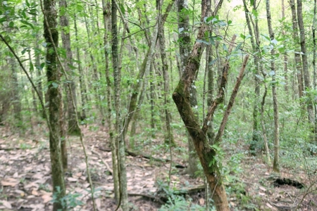 2,053  Acres Hunting Land for Sale Jasper County, MS - image 17