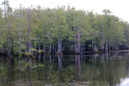 2,053  Acres Hunting Land for Sale Jasper County, MS - image 14