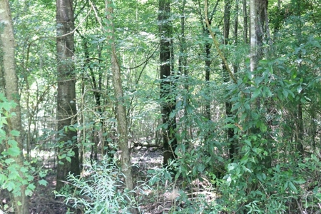 2,053  Acres Hunting Land for Sale Jasper County, MS - image 23