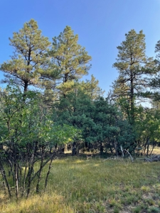 Brazos Canyon Mountain Land for Sale south of Chama NM - image 1