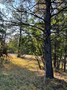 Brazos Canyon Mountain Land for Sale south of Chama NM - image 5