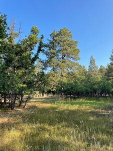 Brazos Canyon Mountain Land for Sale south of Chama NM - image 7