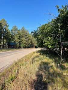 Brazos Canyon Mountain Land for Sale south of Chama NM - image 4