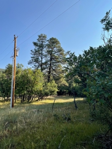 Brazos Canyon Mountain Land for Sale south of Chama NM - image 3