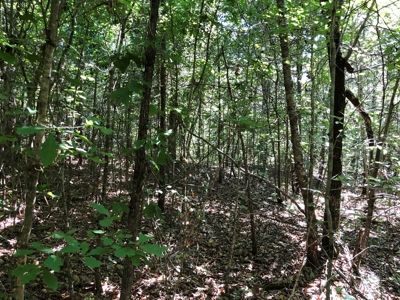 Remote Timberland Tract - image 2