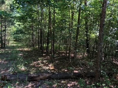 Remote Timberland Tract - image 3