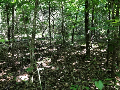 Remote Timberland Tract - image 1